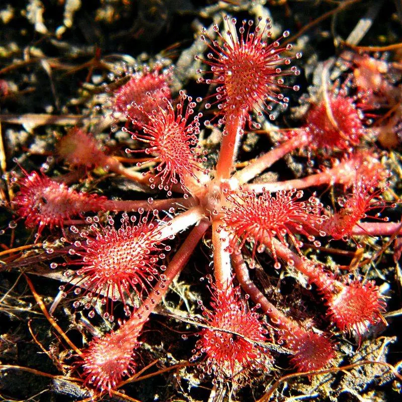 Sundew: A Sticky Situation