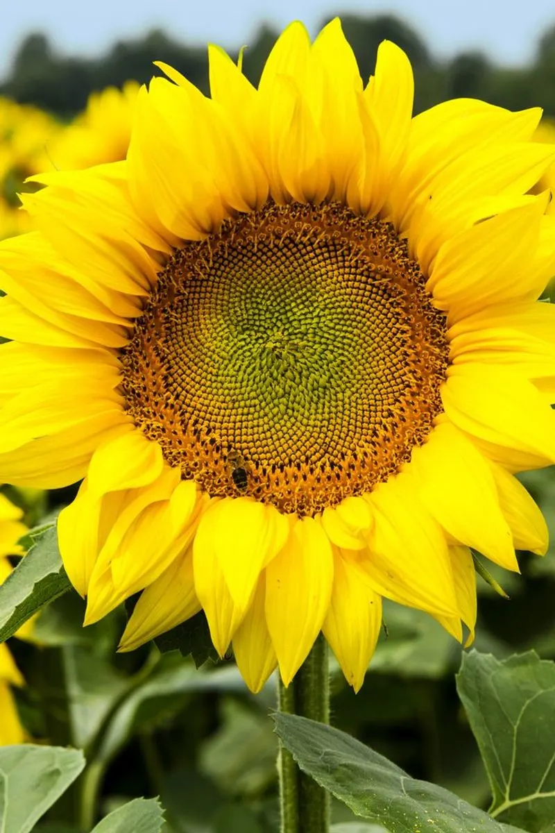 Sunflower