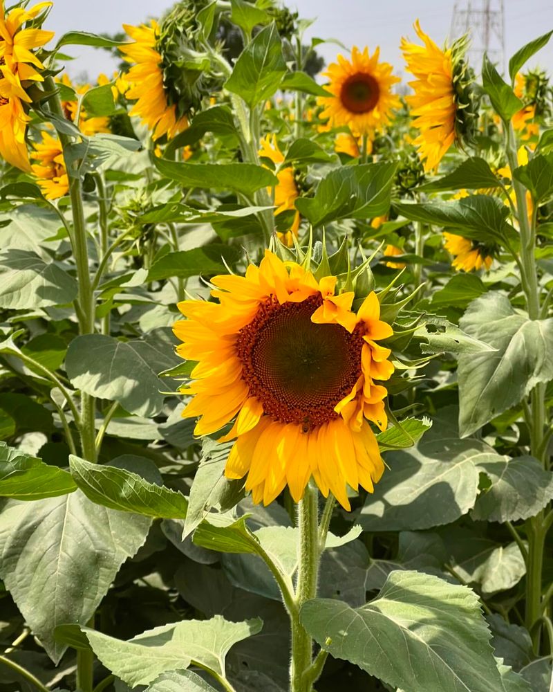 Sunflower (Helianthus annuus)