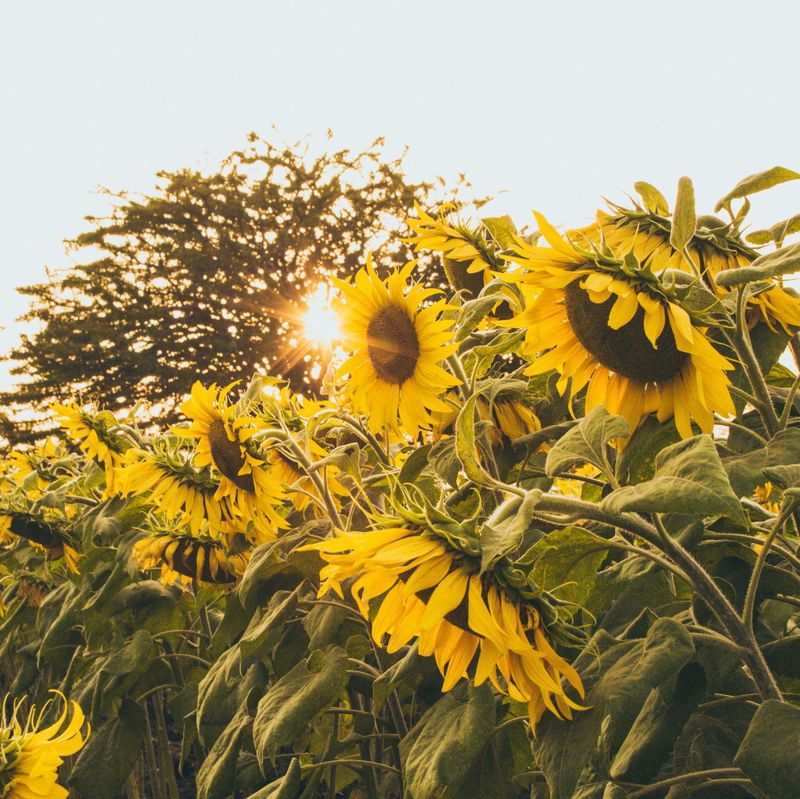 Sunflowers