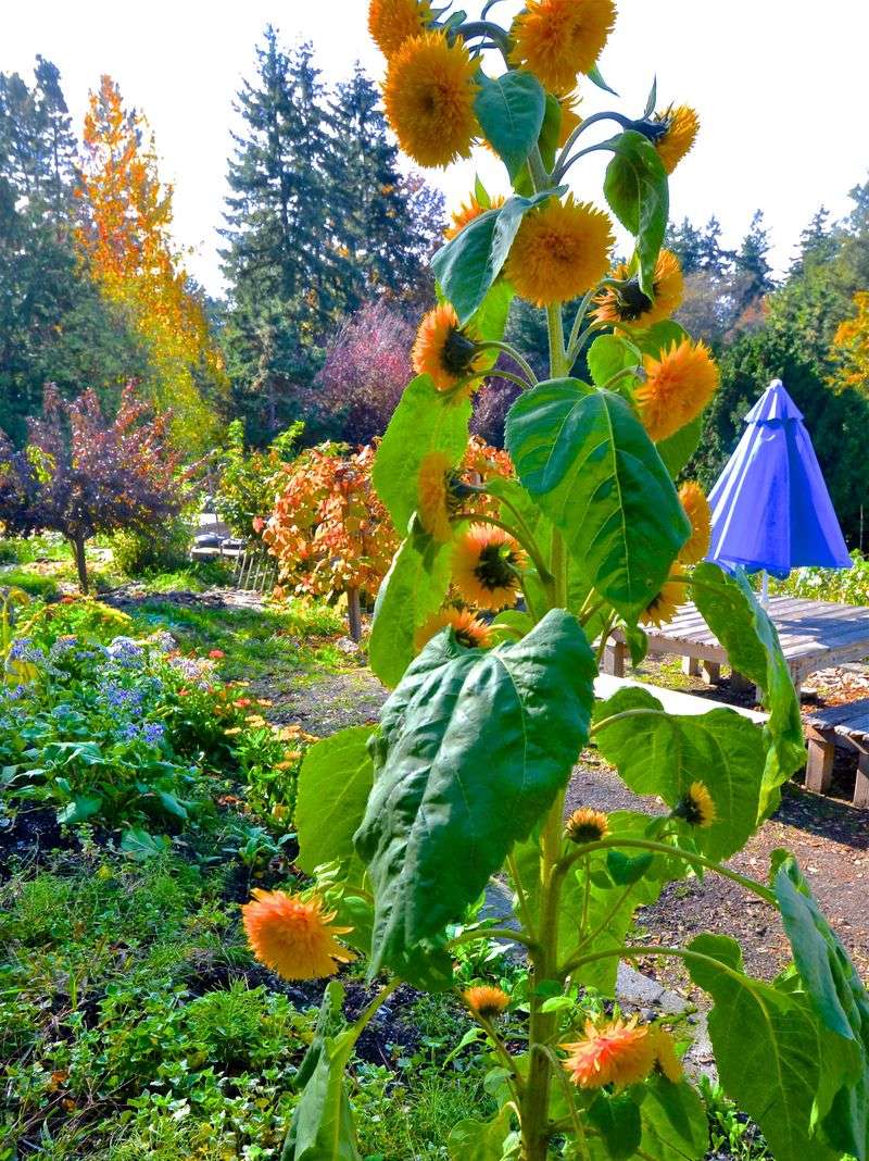 Sunflowers