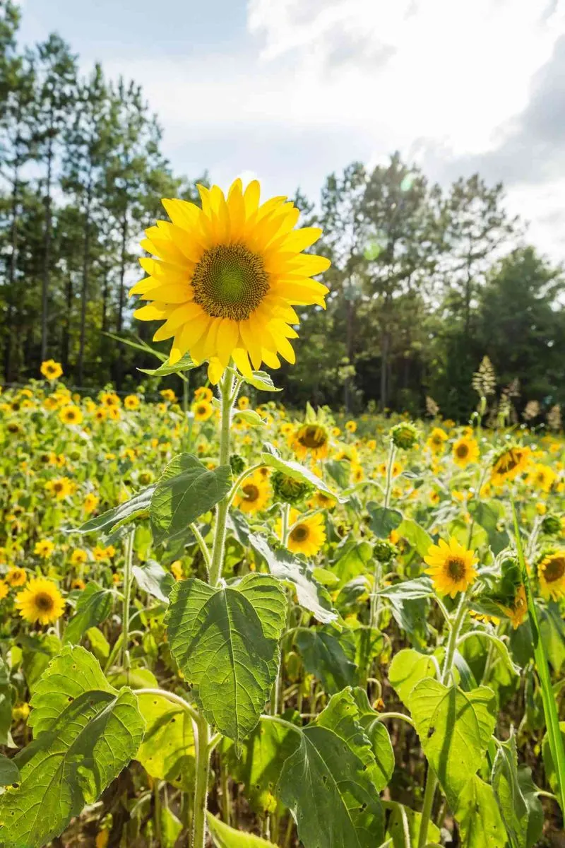 Sunflowers