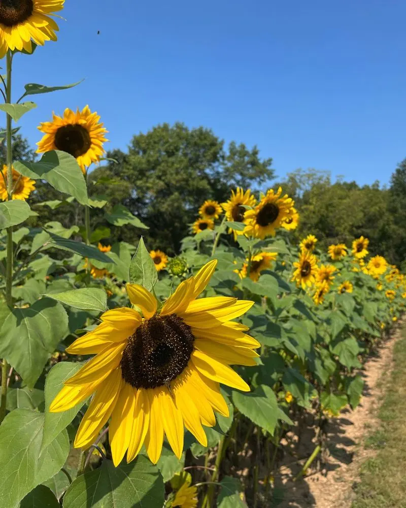 Sunflowers