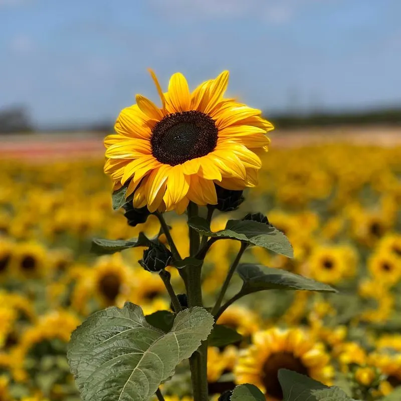 Sunflowers