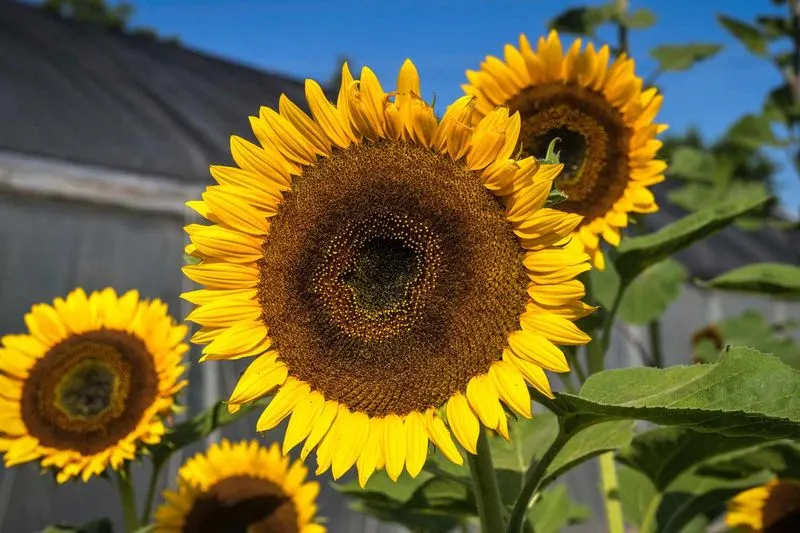 Sunflowers