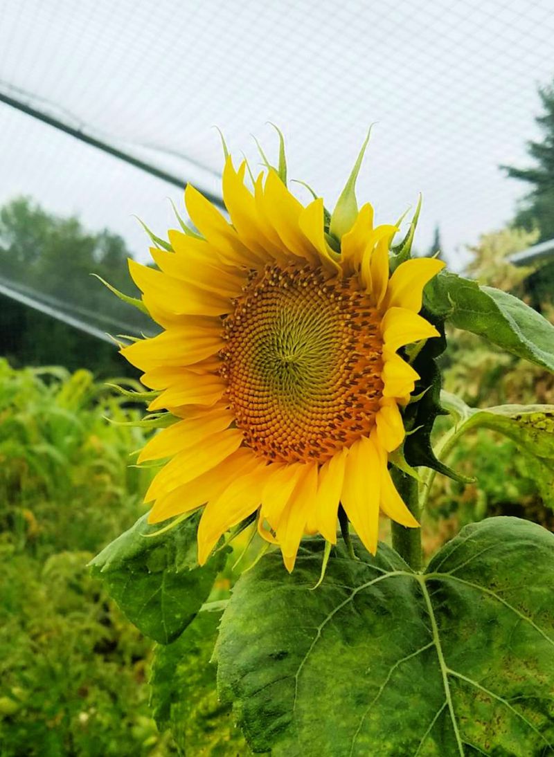 Sunflowers