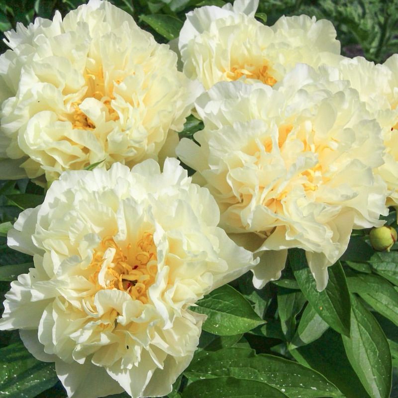 Sunny Yellow Peony