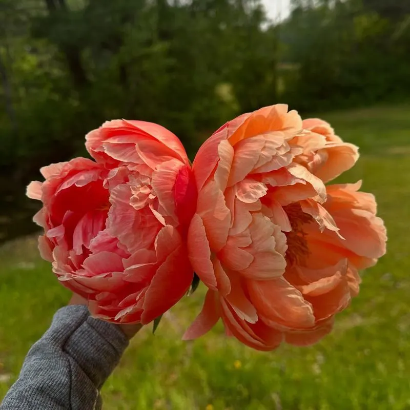 Sunset Orange Peony