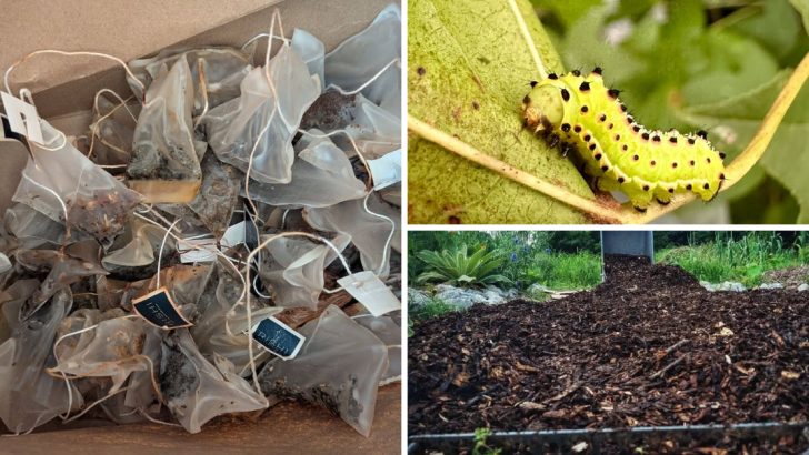 5 Surprising Ways to Reuse Tea Bags in Your Garden