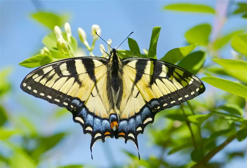 Swallowtail Butterfly