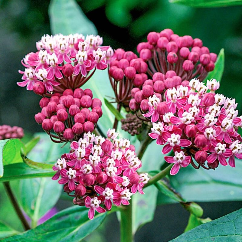 Swamp Milkweed