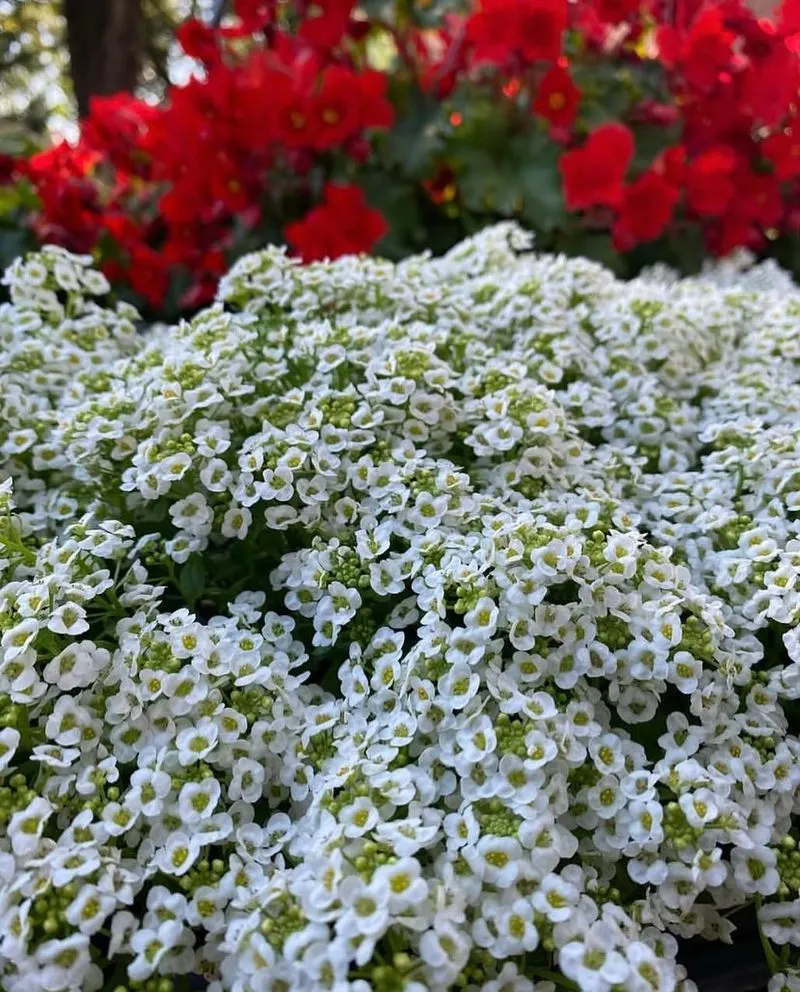 Sweet Alyssum