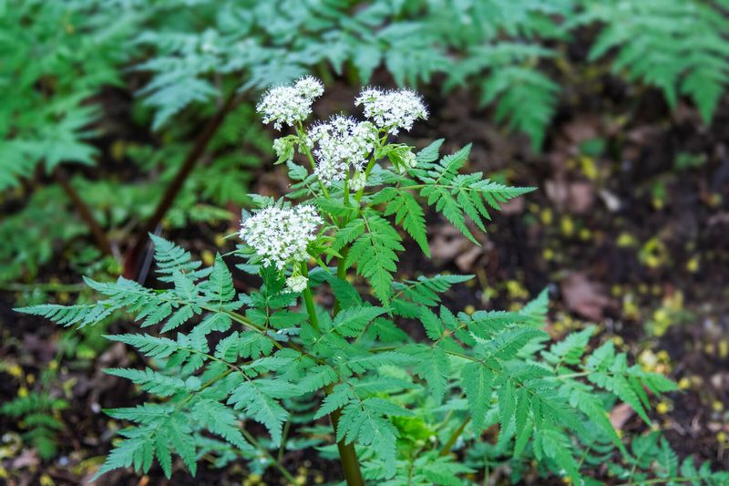 Sweet Cicely