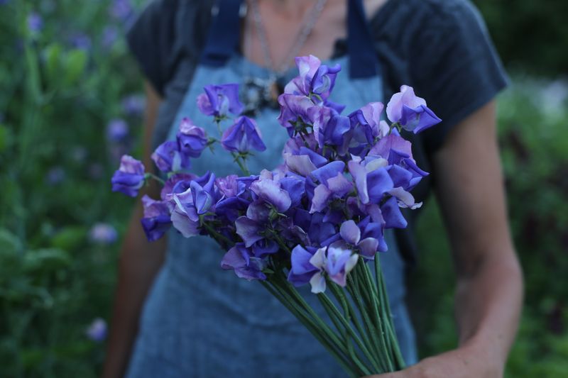 Sweet Peas