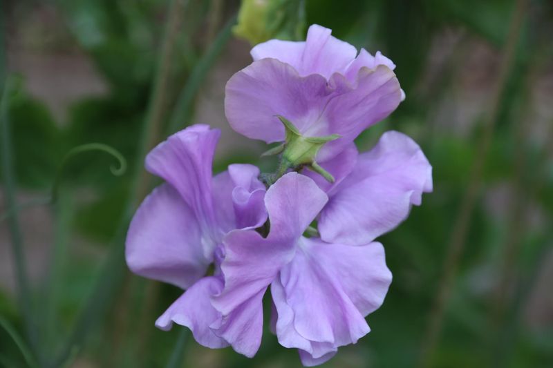 Sweet Peas