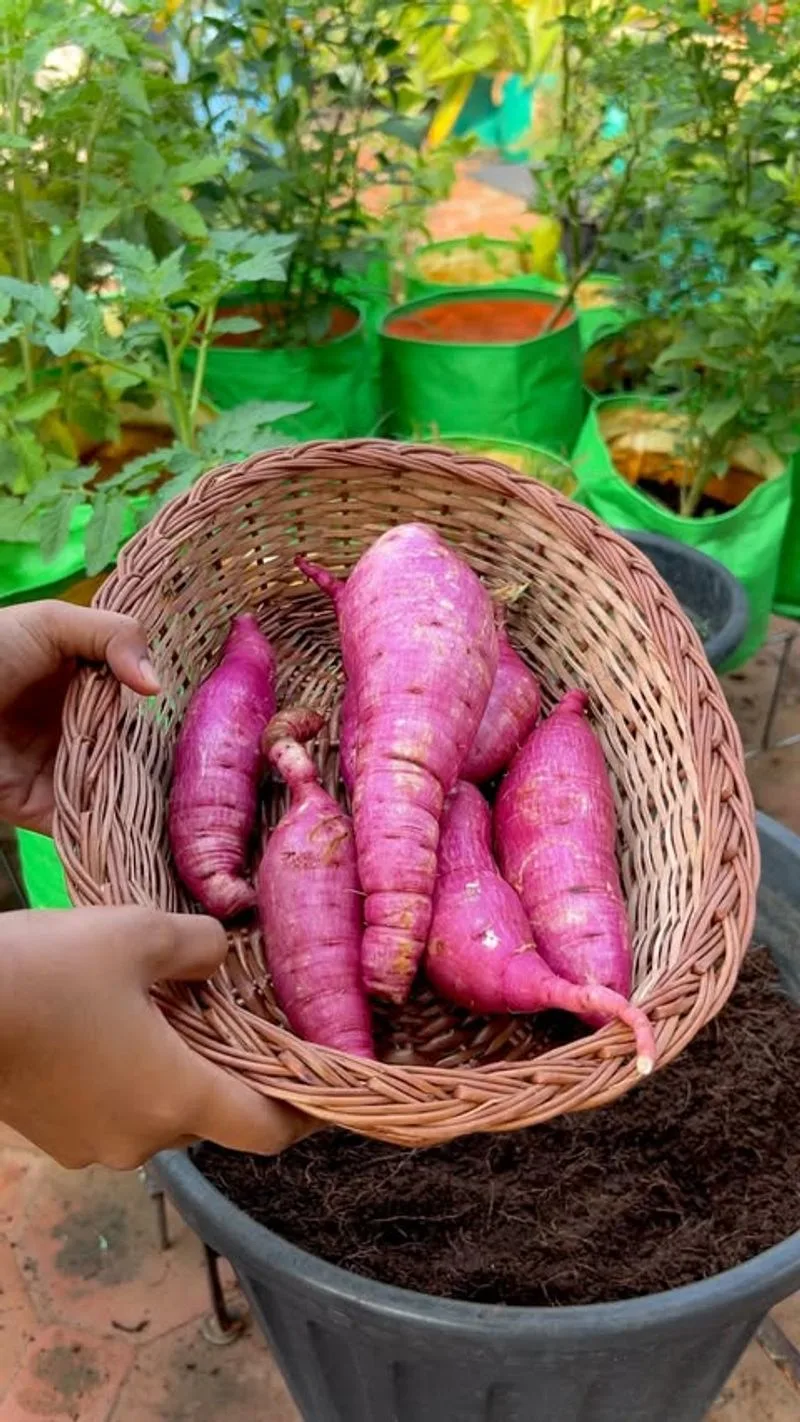 Sweet Potatoes