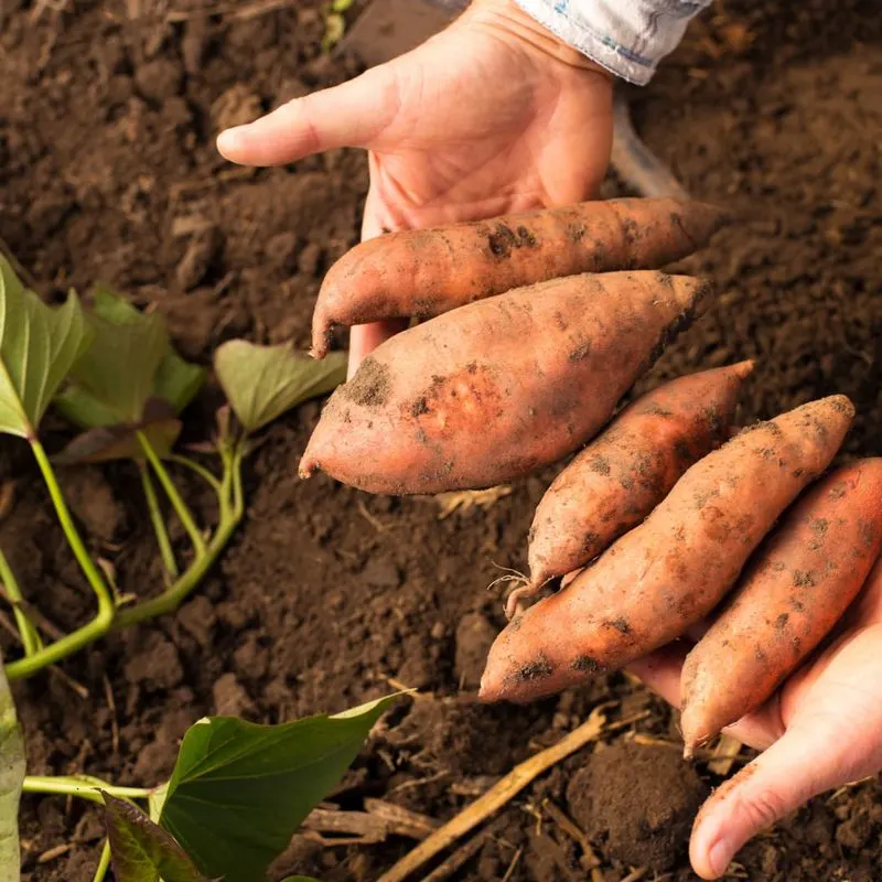 Sweet Potatoes