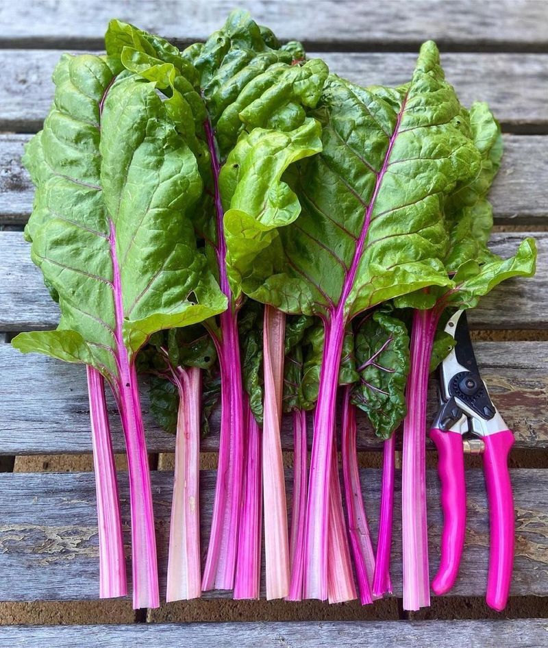 Swiss Chard