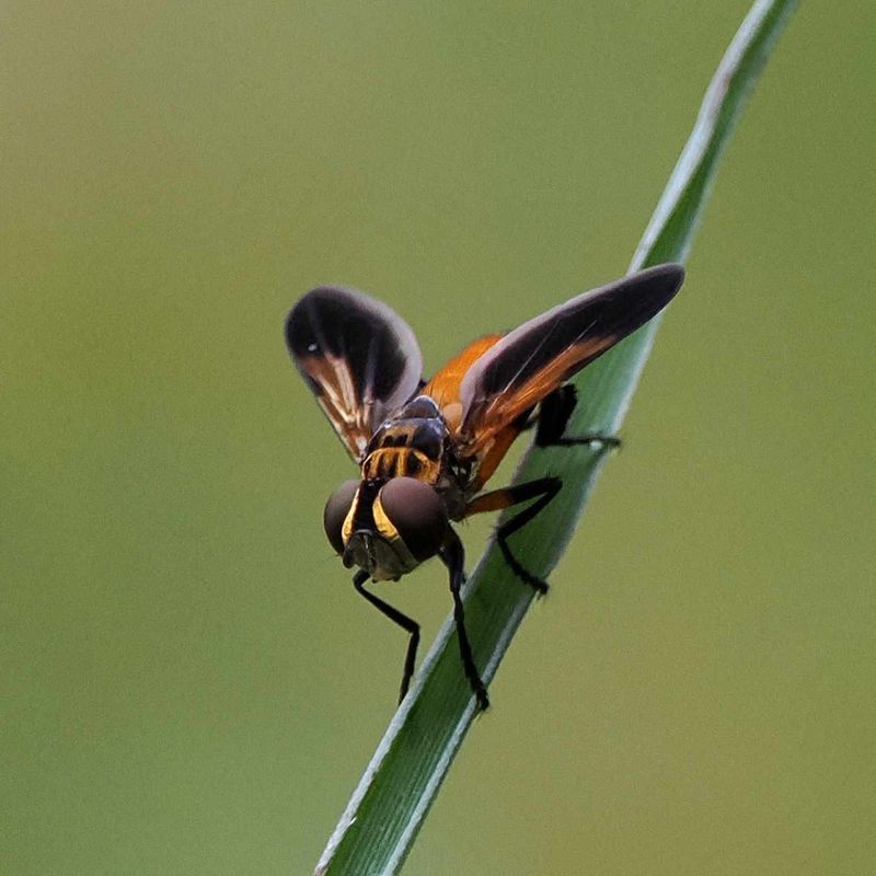 Tachinid Flies