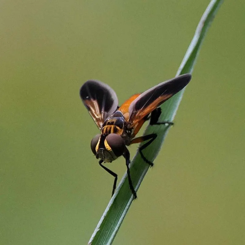 Tachinid Flies