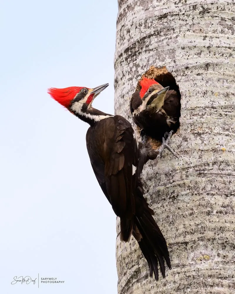 Tail Feathers as Braces