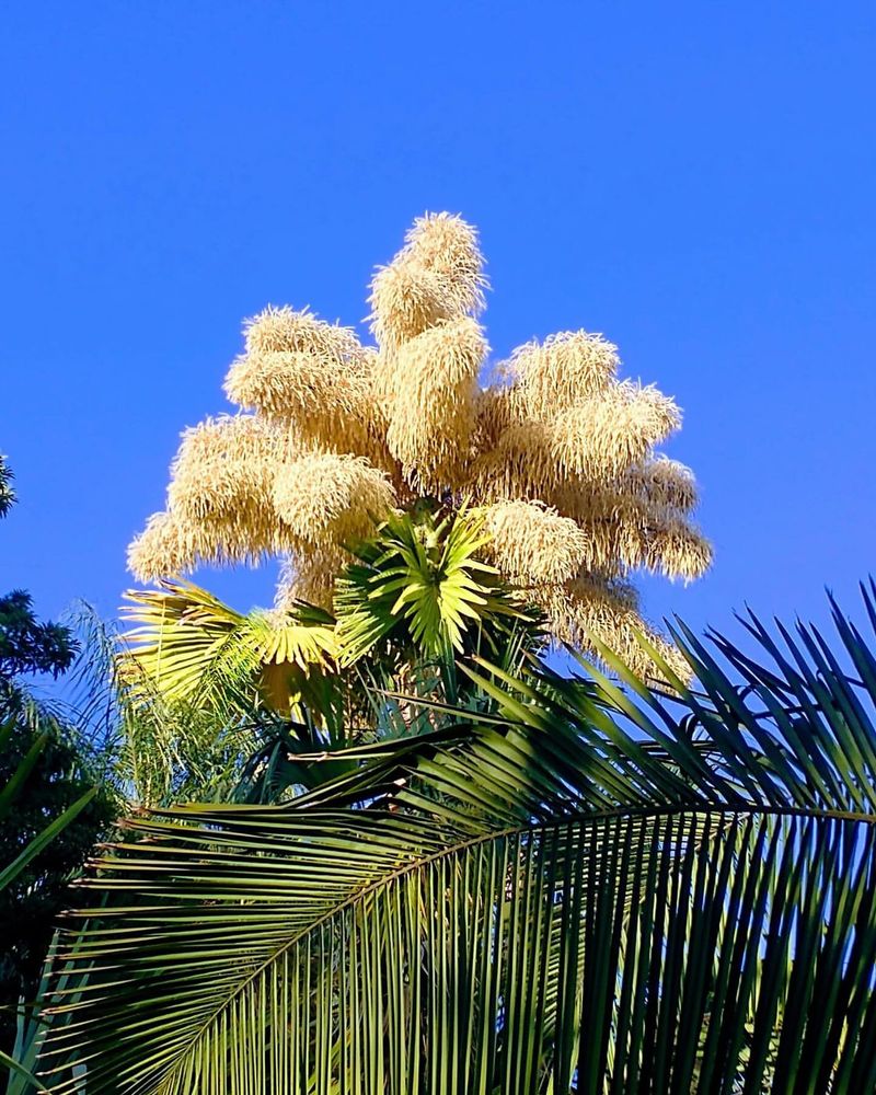 Talipot Palm (Corypha umbraculifera)