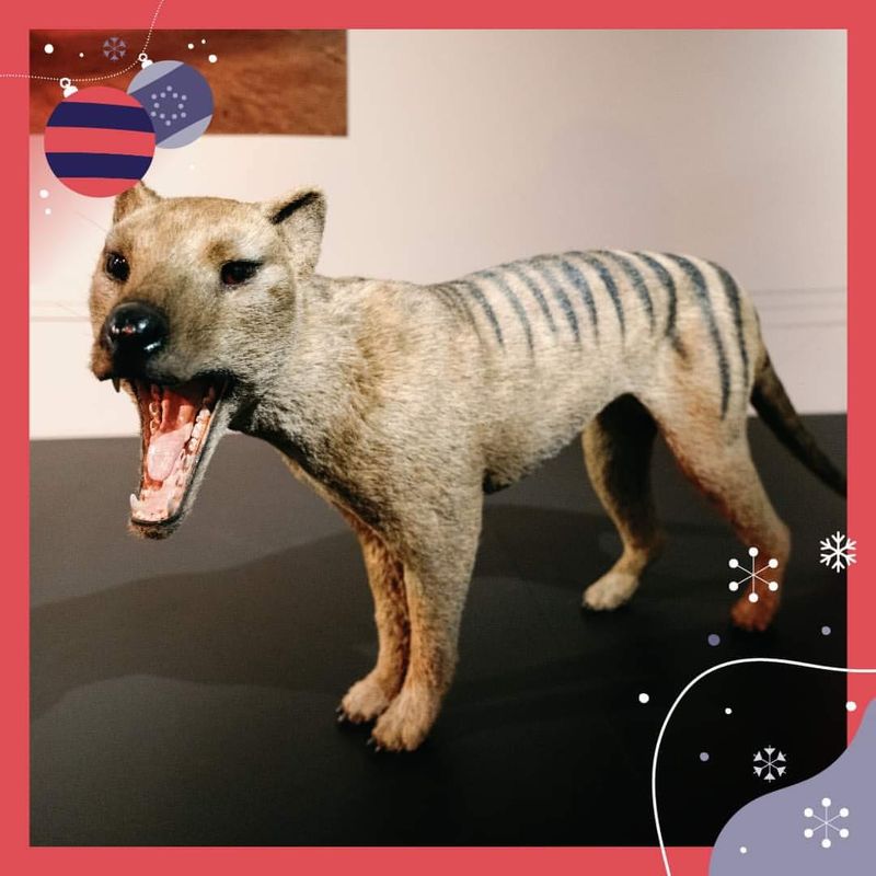 Tasmanian Tiger