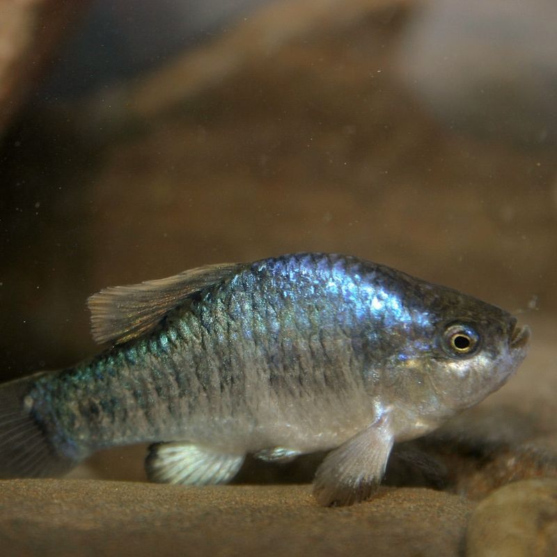 Tecopa Pupfish