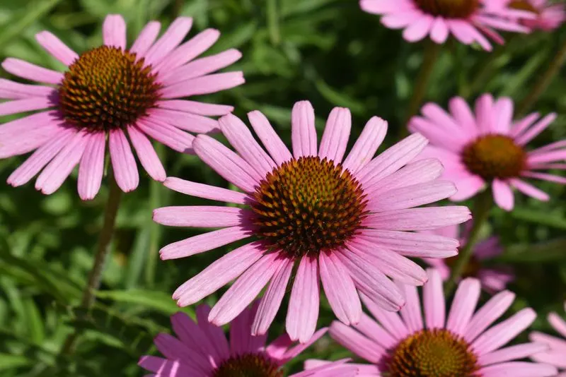 Tennessee Coneflower