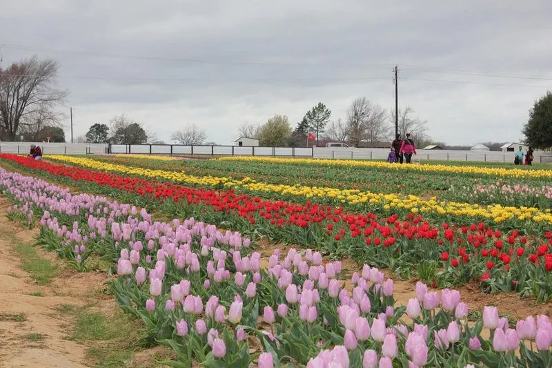 Texas Tulip Festival