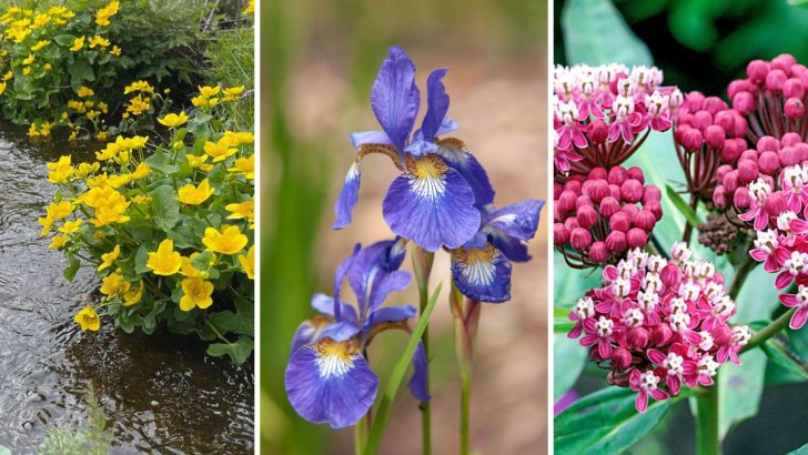 The 10 Best Plants for Soaking Up Water in Your Rain Garden