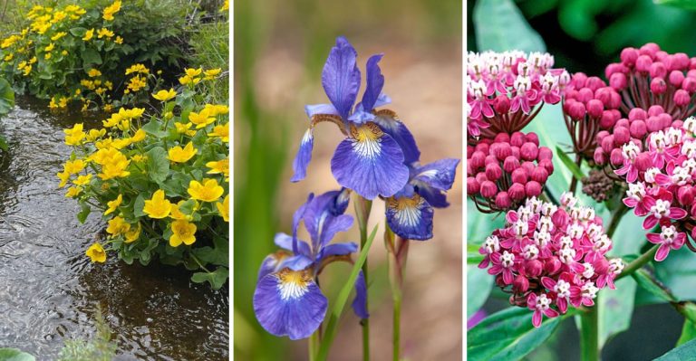 The 10 Best Plants for Soaking Up Water in Your Rain Garden
