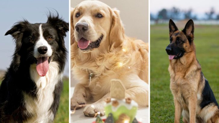 The 10 Smartest Dog Breeds That Always Impress