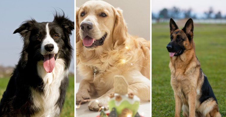 The 10 Smartest Dog Breeds That Always Impress