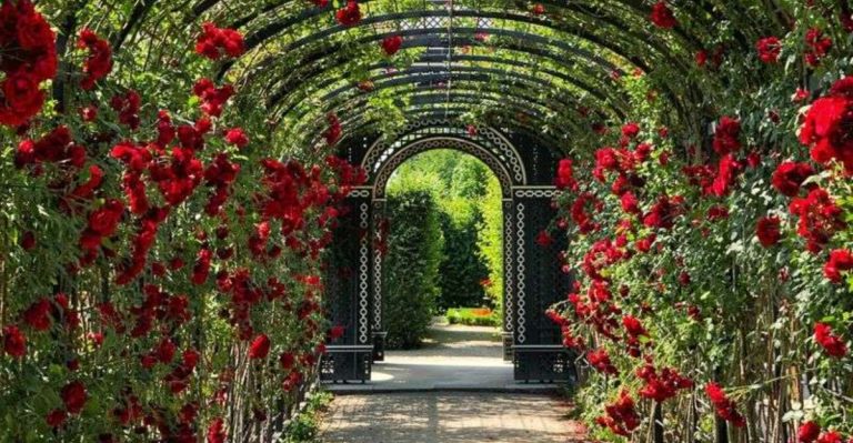 The 12 Flowers and Herbs Found in Shakespeare’s Plays and How to Grow Them