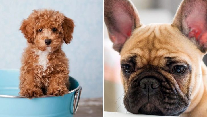 The 15 Most Popular Dog Breeds in the U.S. for 2025