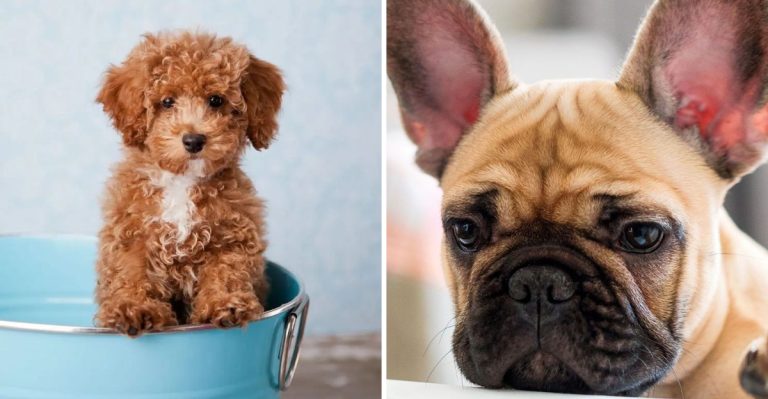 The 15 Most Popular Dog Breeds in the U.S. for 2025
