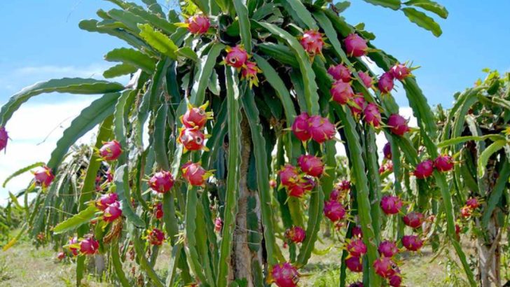 The 9 Biggest Mistakes Gardeners Make When Growing Dragon Fruit