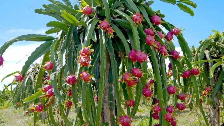 The 9 Biggest Mistakes Gardeners Make When Growing Dragon Fruit