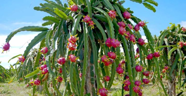The 9 Biggest Mistakes Gardeners Make When Growing Dragon Fruit
