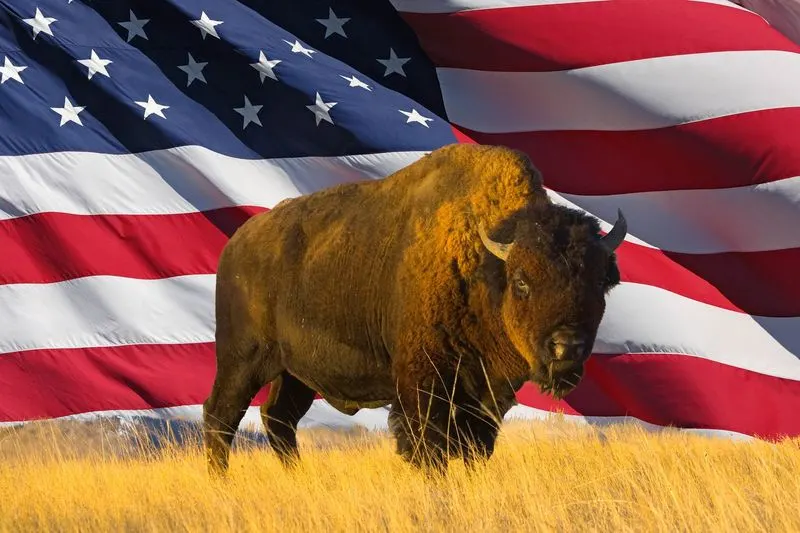 The American Bison