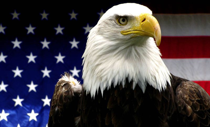 The Bald Eagle