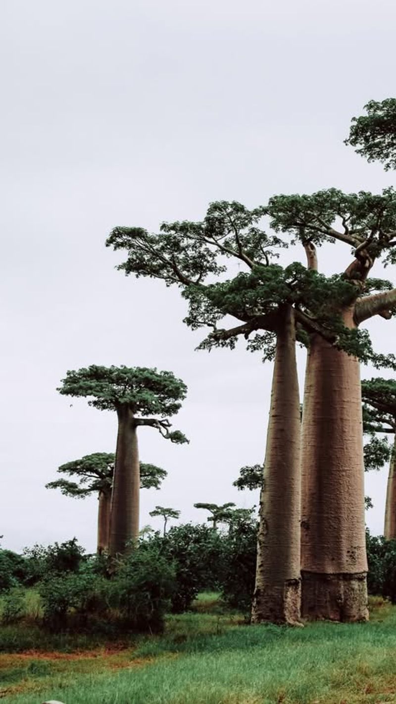 The Baobab Tree