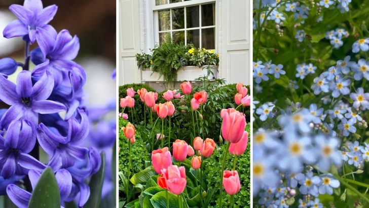 The Best 8 Companion Plants to Pair with Daffodils