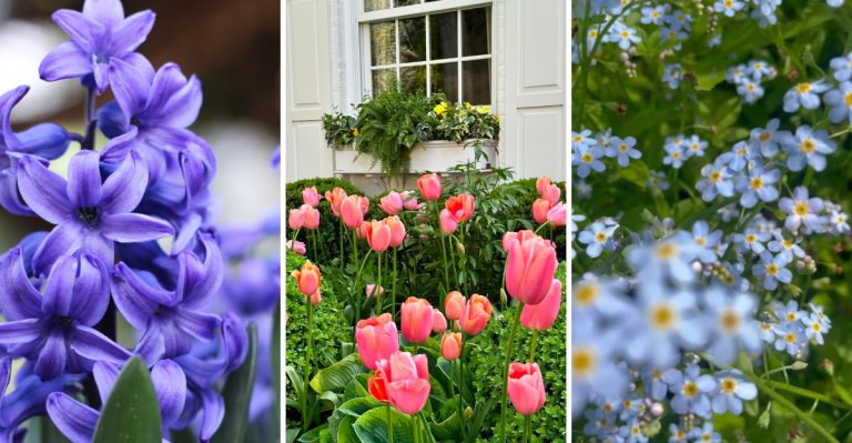 The Best 8 Companion Plants to Pair with Daffodils
