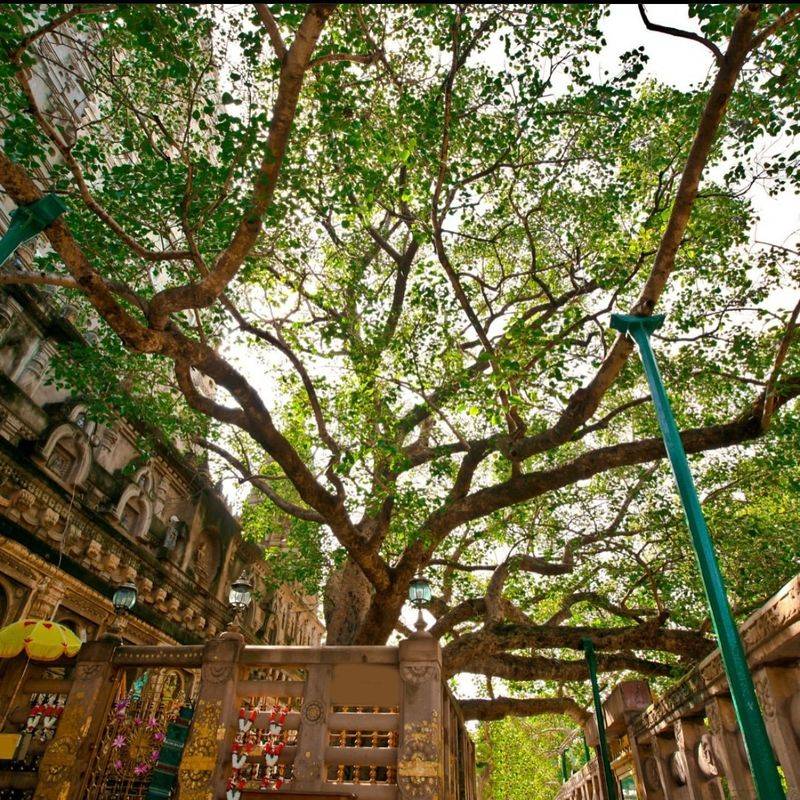 The Bodhi Tree