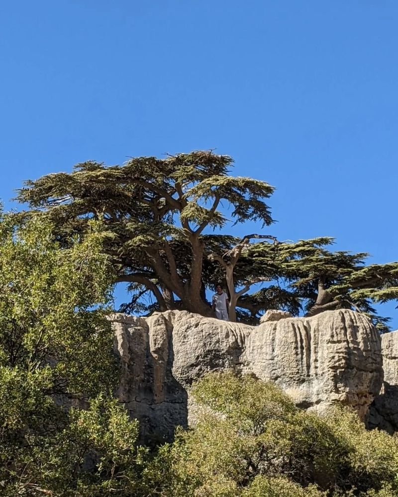 The Cedar of Lebanon