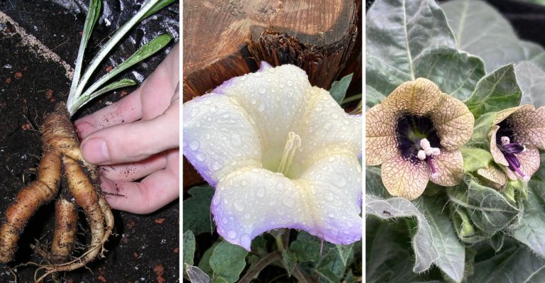 The Curious History of 7 Plants That Were Believed to Be Supernatural