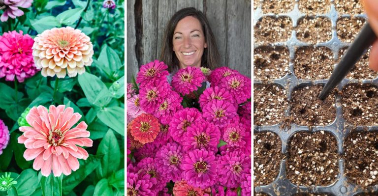 The Do’s and Don’ts of Growing Zinnias From Seed