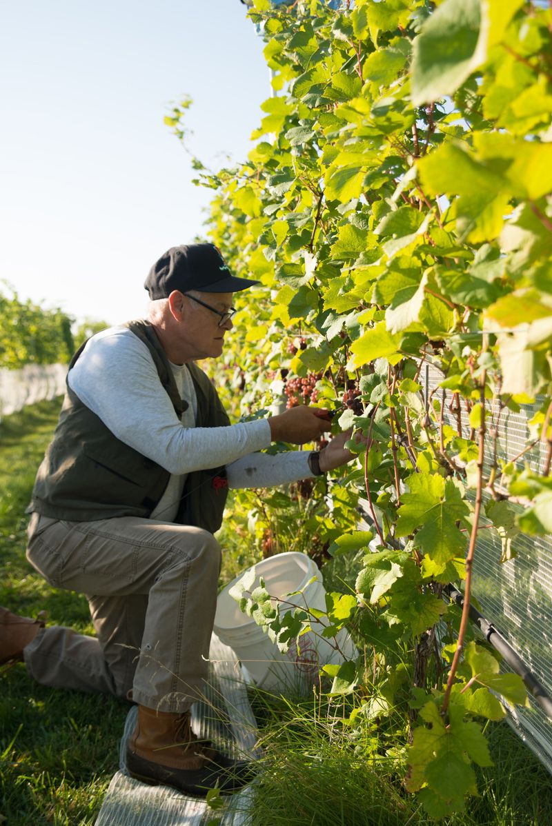 The Joy of Sharing Harvests